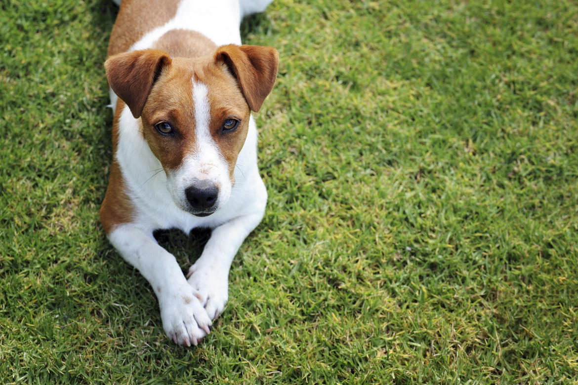 lawrenceville-pet-insurance